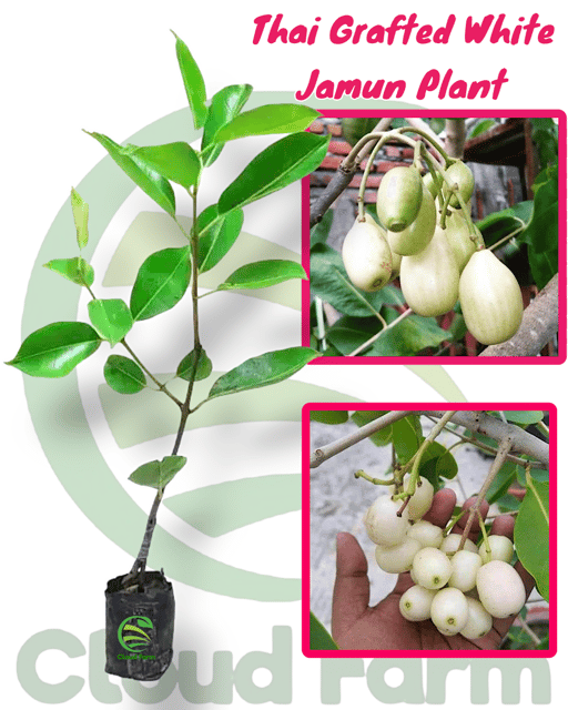 Thai Grafted White Healthy Jamun Plant Thai Grafted White Healthy Jamun Plant