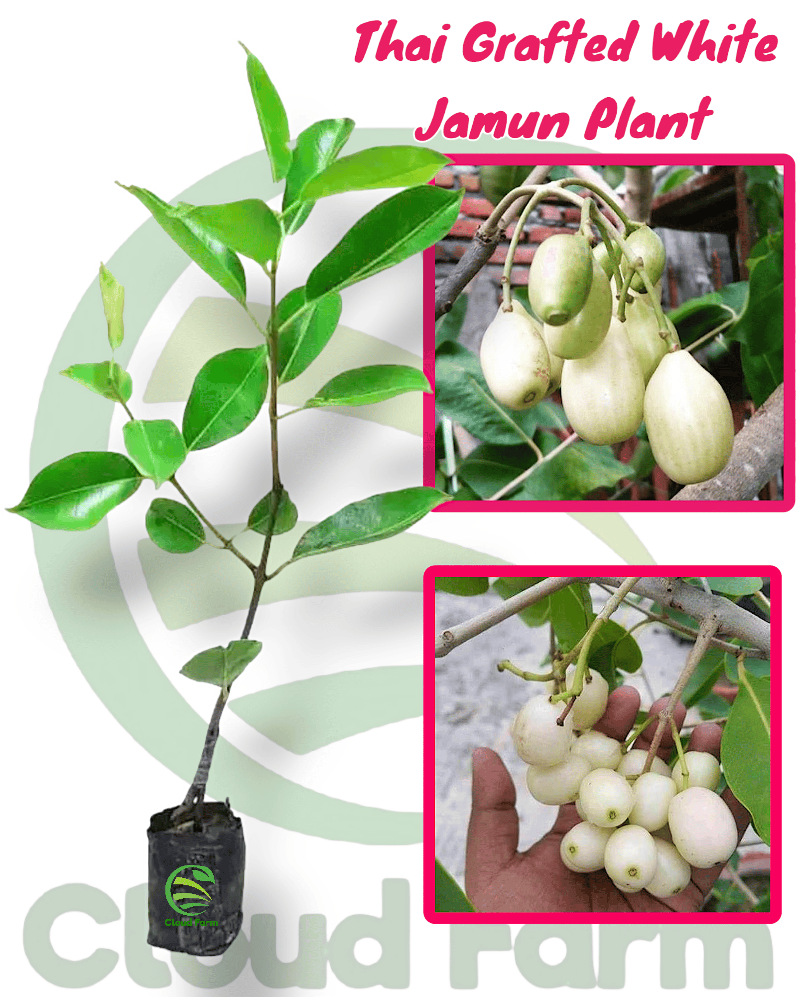 Thai Grafted White Healthy Jamun Plant