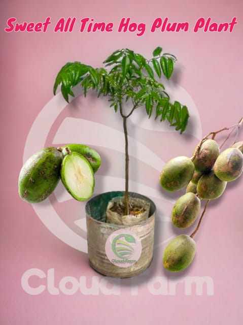 All Time Hog Plum Healthy Plant