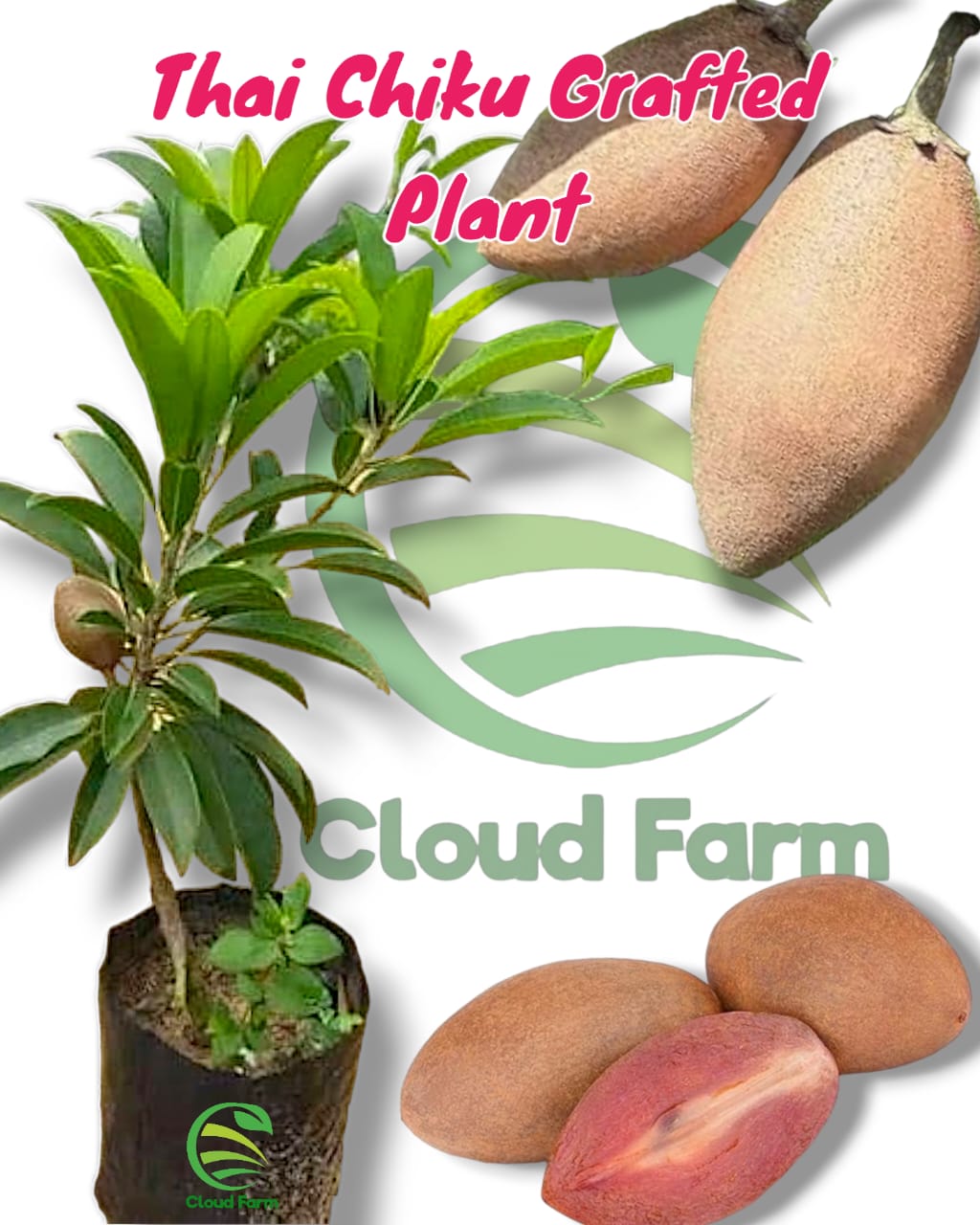 Thai Chiku Grafted Healthy Plant