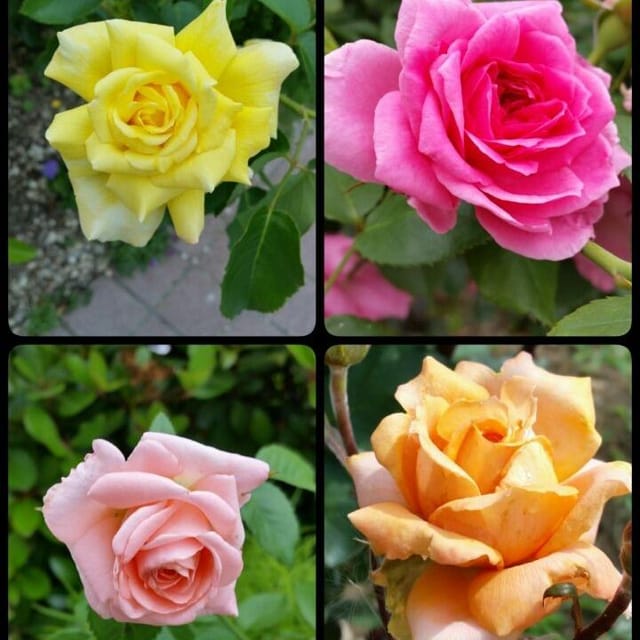 Combo Roses Flower Plants - Naturemart