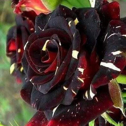 Black Abracadabra Rose Flowers Plants - Naturemart