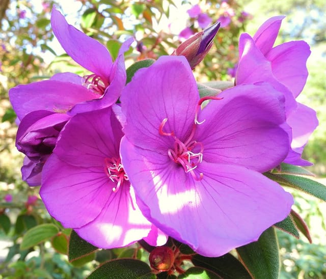 Tibouchina(Pink) Flower Plante - Naturemart