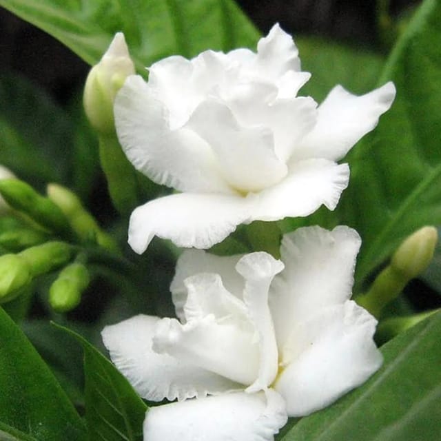 TAGAR DUBBLE PETAL FLOWERS PLANTS - Naturemart