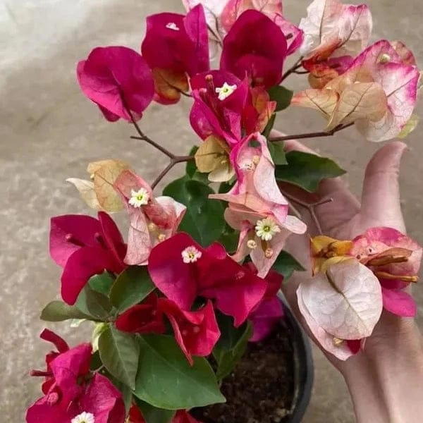 Bougainville (CHITRA) flowers plants - Naturemart