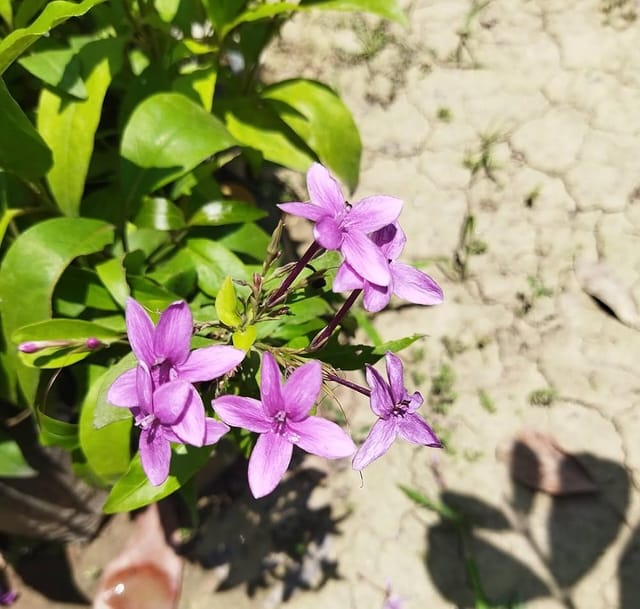 TAGAR FLOWERS PLANTS (BLUE) - Naturemart