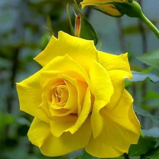 Yellow Rose (Hybrid) Plant - Naturemart