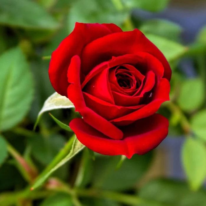 Red Rose (Hybrid) Plant - Naturemart
