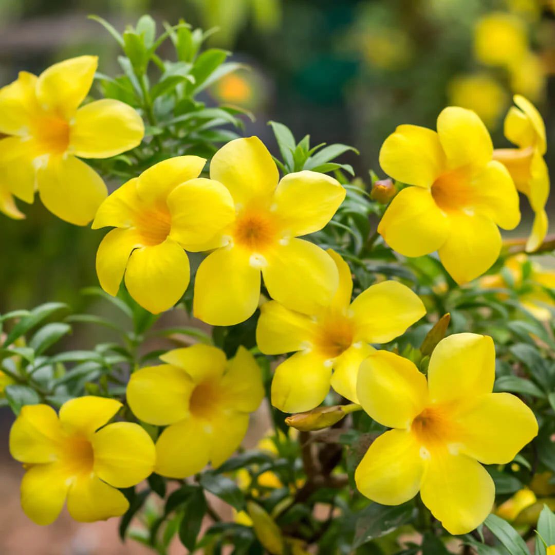 Allamanda Flower Plant(Yellow) - Naturemart