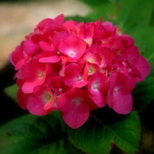 RED Hybrid Hydrangea Flowers Plants (Hybrid) - Naturemart RED Hybrid Hydrangea Flowers Plants (Hybrid) - Naturemart