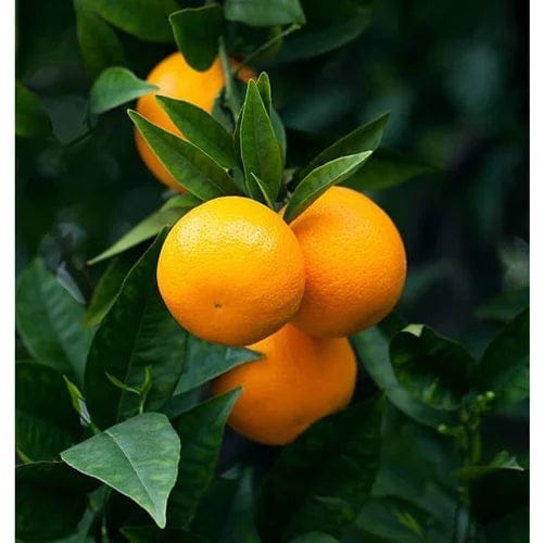 Mandarin orange fruit plants - Naturemart