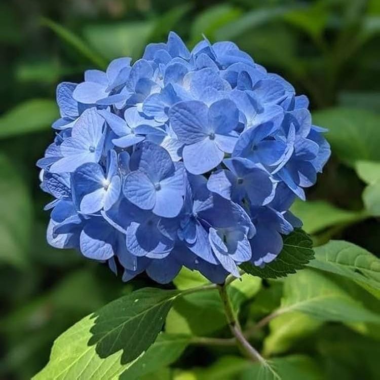 Hybrid Hydrangea Flowers Plants (BLUE) - Naturemart