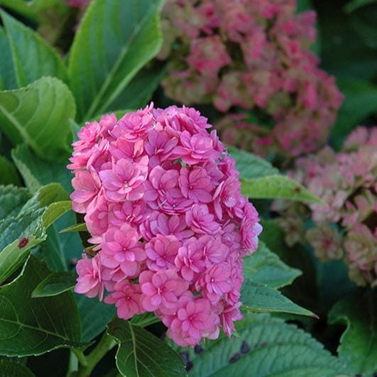 Hybrid Hydrangea Flowers plants (Pink) - Naturemart