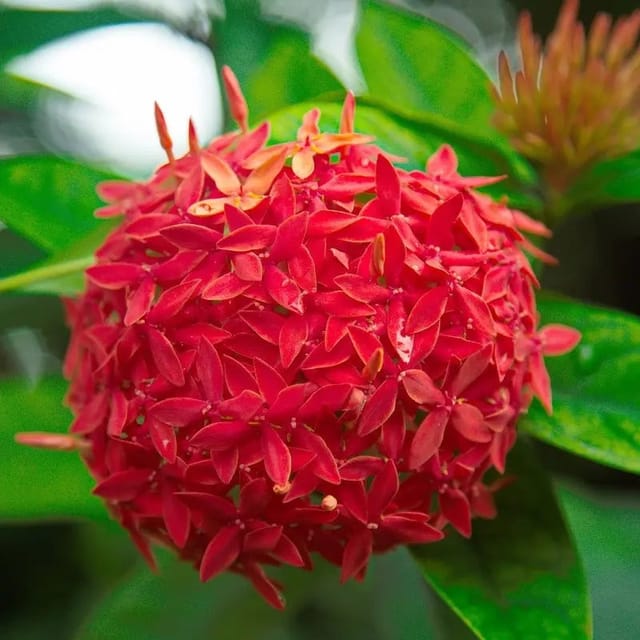 Chinese Ixora Flowers Plants (Red) - Naturemart