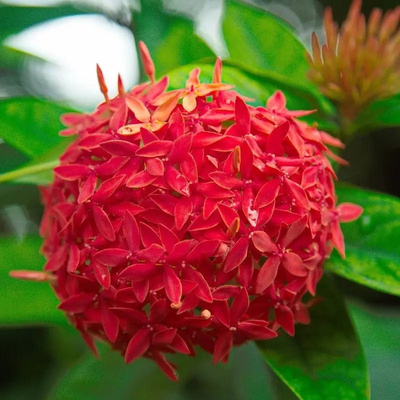 Chinese Ixora Flowers Plants (Red) - Naturemart