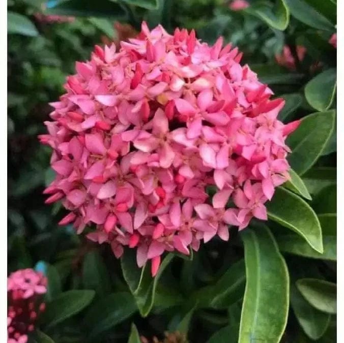 Chinese Ixora Flowers Plants (PINK) - Naturemart