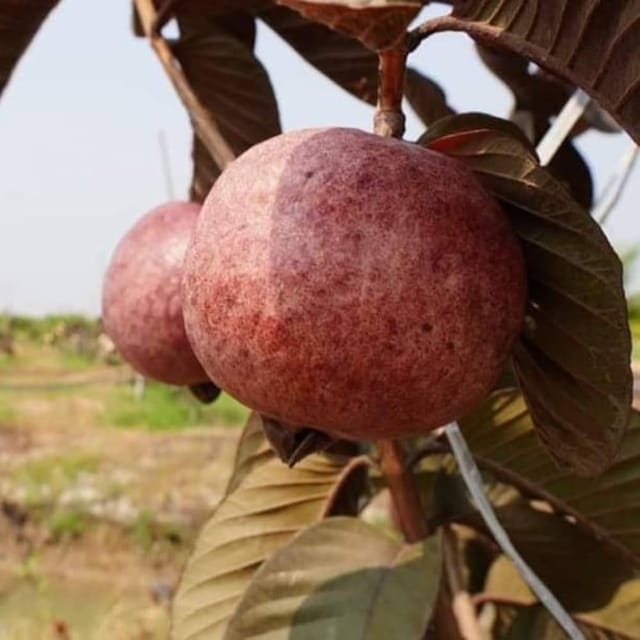 Malaysian Guava Dwarf Rere Varieties Fruit Plant - Naturemart