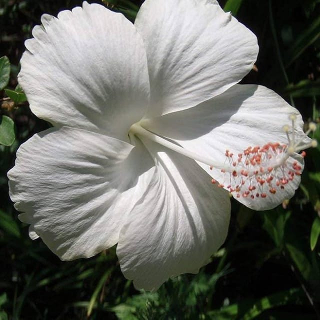 Australia Hibiscus Flowers Plants (WHITE) - Naturemart Australia Hibiscus Flowers Plants (WHITE) - Naturemart