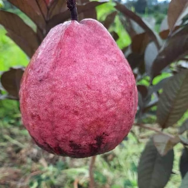 Malaysian Guava red Dwarf Varieties Plant - Naturemart