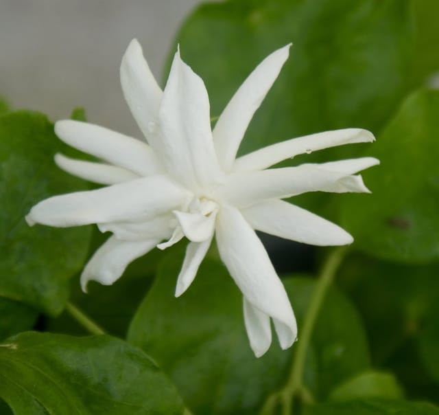 Arabian Jasmine Flowers (BEL FUL) Plant - Naturemart