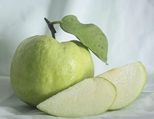 Allhabad Safeda Guava Fruit Plants - Naturemart