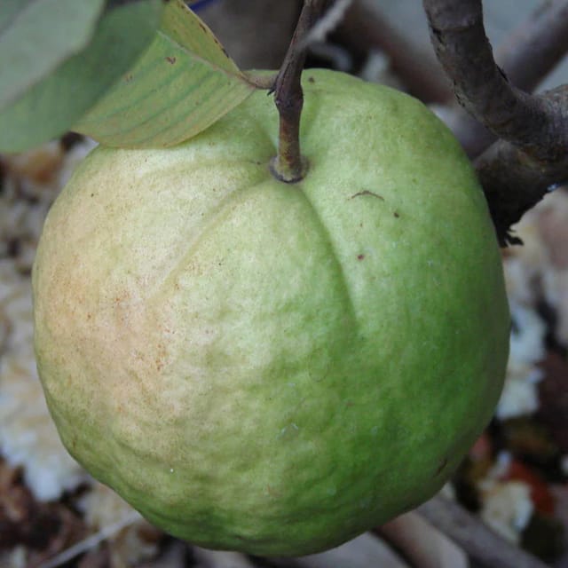 Guava kg Guava Fruit Plant - Naturemart
