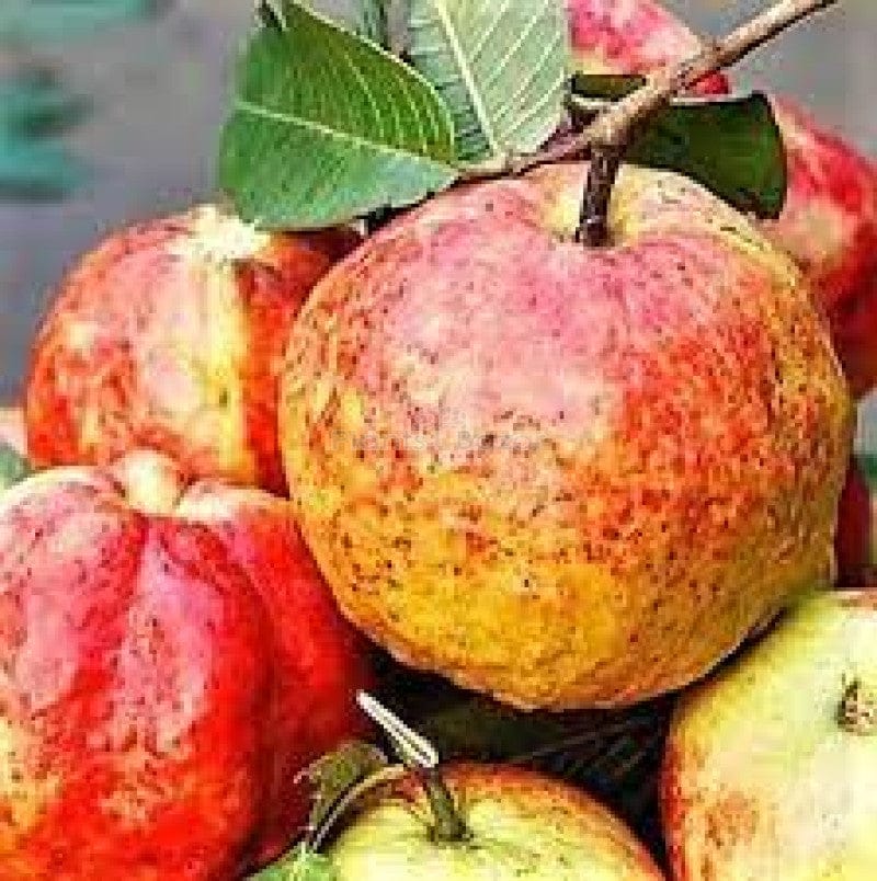 Allahabad Guava Fruit Plants - Naturemart