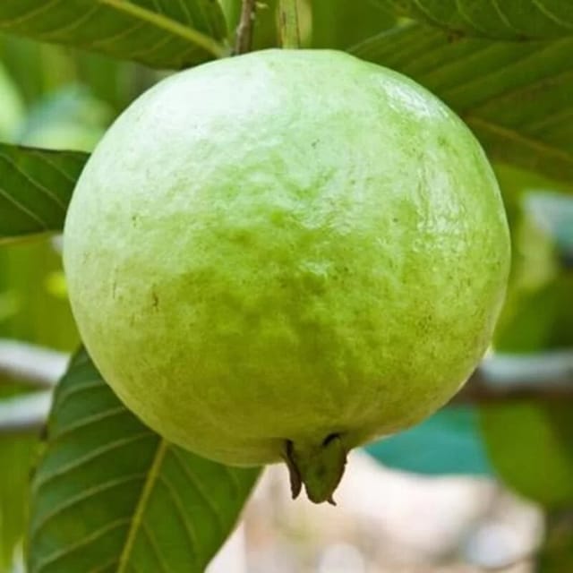 Vietnam ALL time Guava plant - Naturemart
