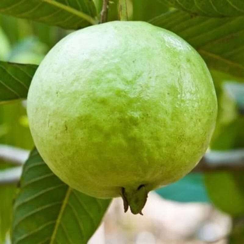 Vietnam ALL time Guava plant - Naturemart