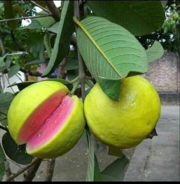 Thai Pink guava plant - Naturemart