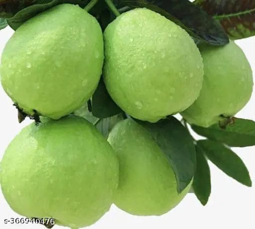 Chinese guava fruit plant - Naturemart