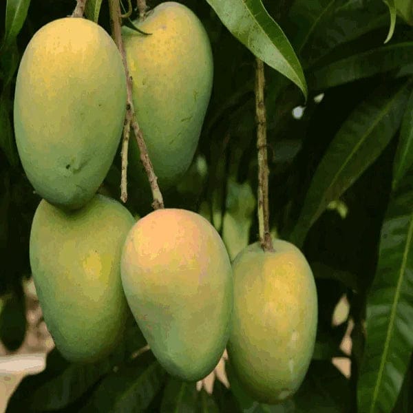 Gouromati Mango Grafting Plant - Naturemart