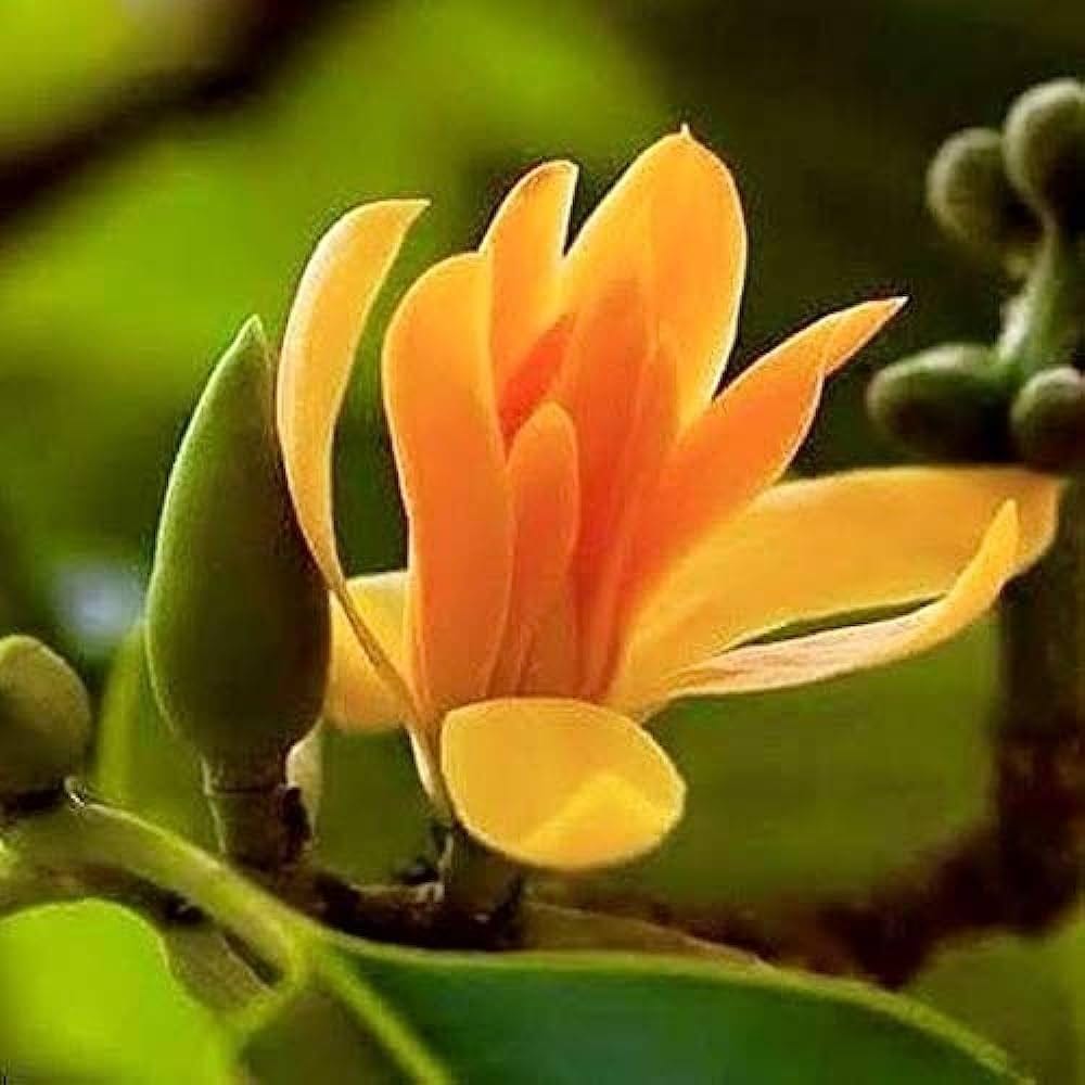 Swarna Chapa Flowers Plant - Naturemart