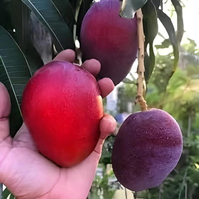 Miyazaki mango Fruit Plant (grafted) - Naturemart