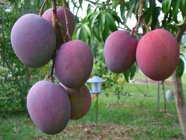 Palmer Mango Grafting Plant - Naturemart
