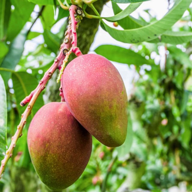 Apple Mango Grafted fruit plant - Naturemart