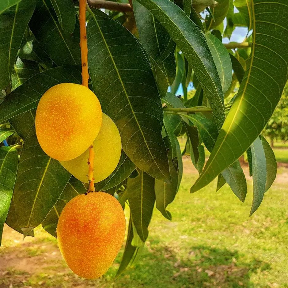 Alphonso Mango Grafting Plant - Naturemart