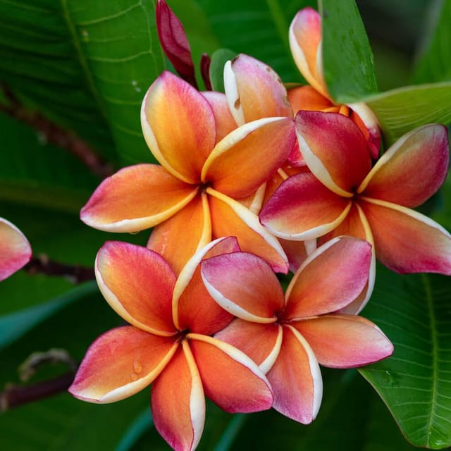 ORANGE & WHITE Tropical Frangipani Plumeria Flowers Plants - Naturemart