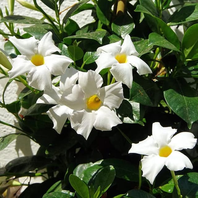 Mandevilla (White) Flowers Plants - Naturemart Mandevilla (White) Flowers Plants - Naturemart