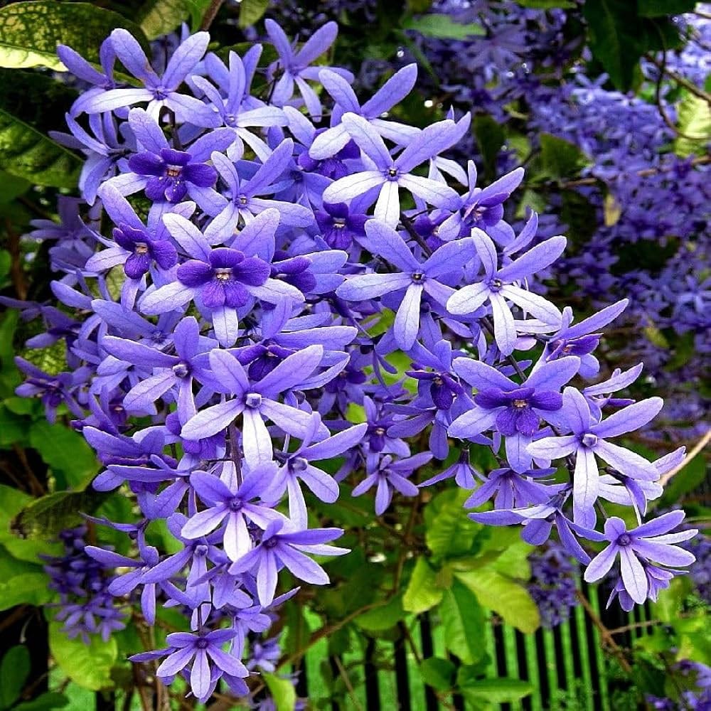 (Petrea Volubilis Volubilis) Neel Moni Lota Flowers Plants - Naturemart