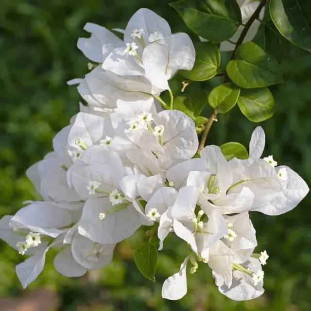 BOUGAINVILLEA WHITE FLOWERS PLANTS - Naturemart