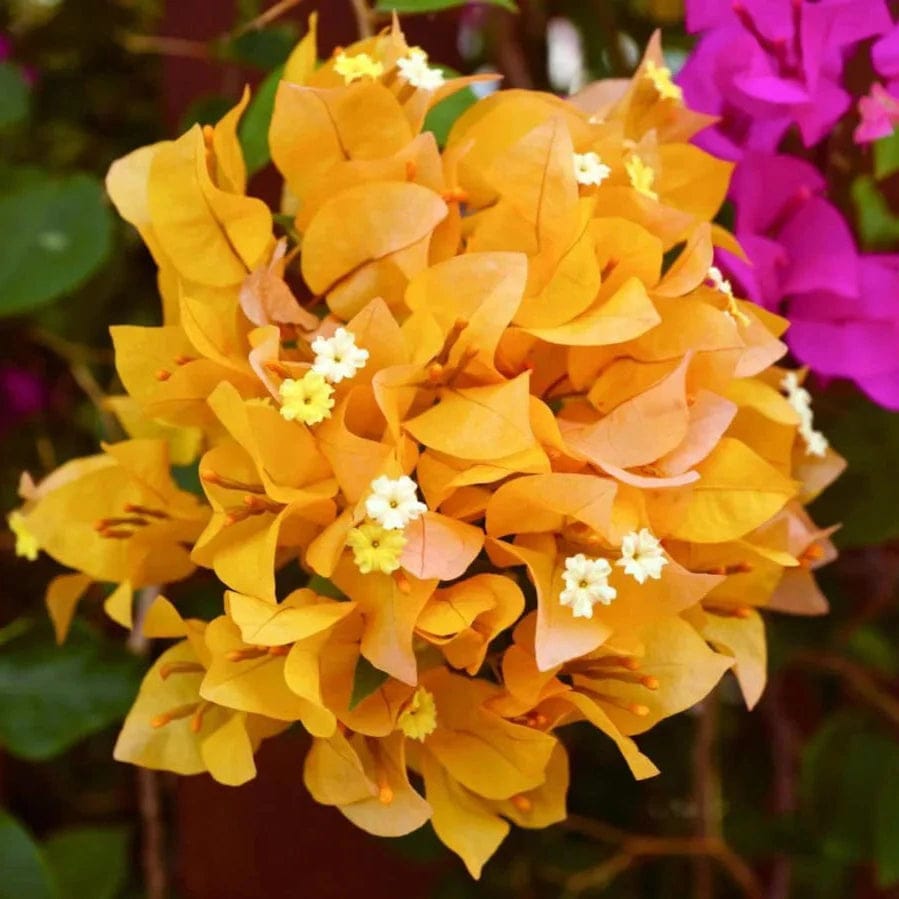BOUGAINVILLEA YELLOW FLOWERS PLANTS - Naturemart