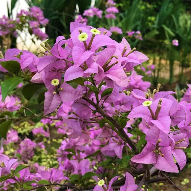 BOUGAINVILLEA FLOWERING PLANT (FORMUSA) - Naturemart