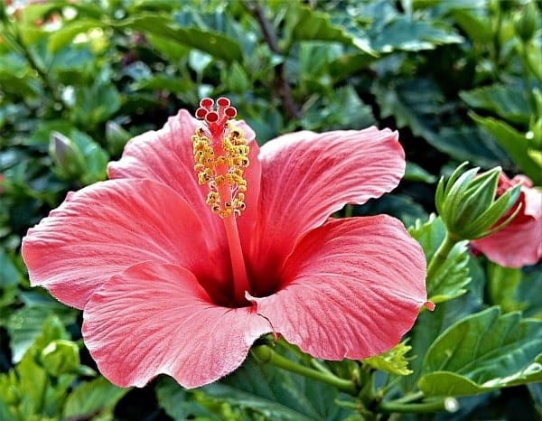 Austrian Hibiscus ( pink) Plant - Naturemart