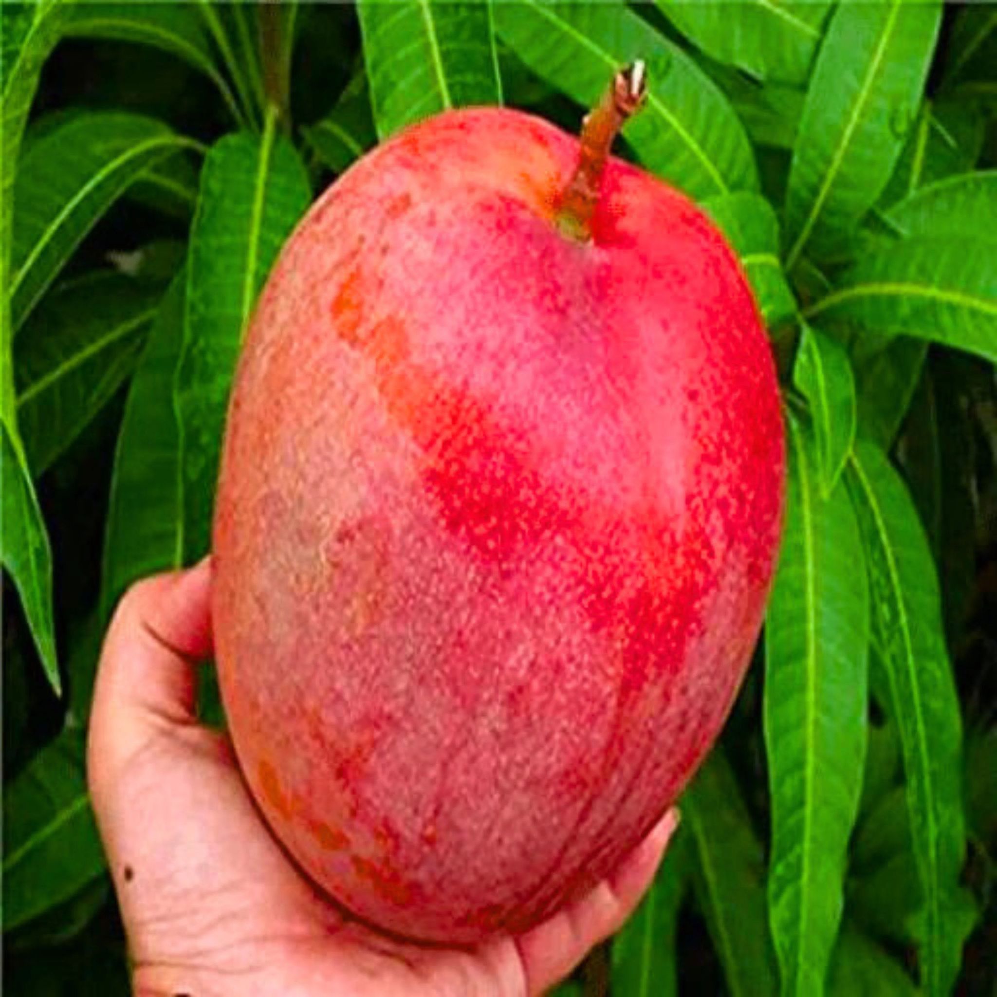 JAPANESE MIYAJAKI HYBRID MANGO PLANT (GRAFTED) - Naturemart