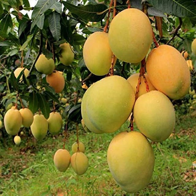 TOLEDO HYBRID MANGO PLANTS(GRAFTED) - Naturemart