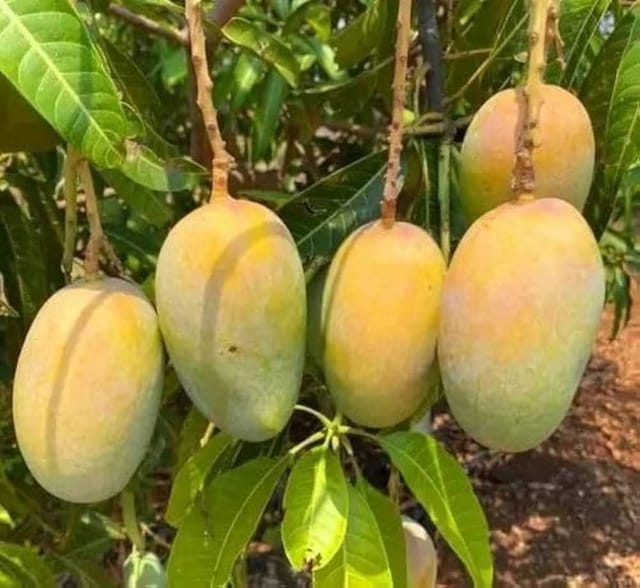 VASTARA MANGO PLANTS (Grafted) - Naturemart