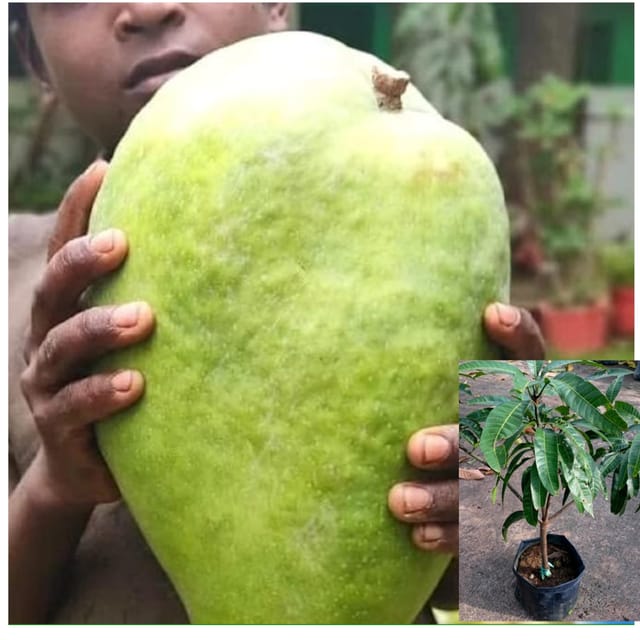 NURJAHAN MANGO Plants (grafting) - Naturemart