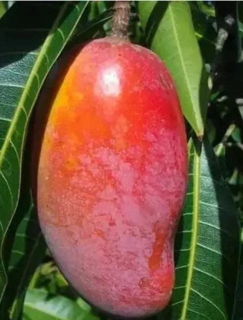 Tai One Red Mango Plants - Naturemart