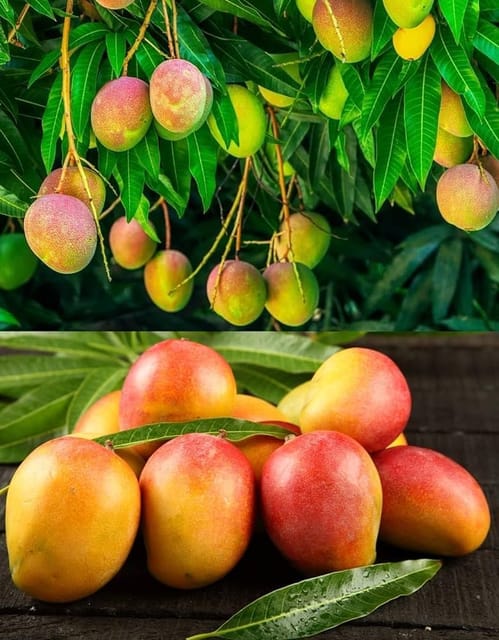 KENSINGTON PRIDE MANGO Plants (grafting) - Naturemart